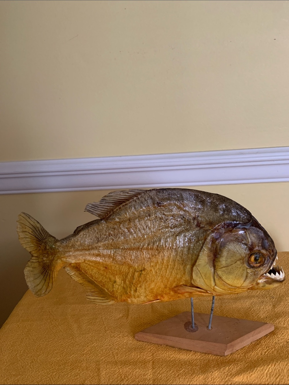 Taxidermy Decor Yellow Brown Piranha Fish Mount for Aquatic Display